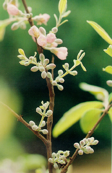 ติ้วขน Cratoxylum formosum (Jack.) Dyer subsp. pruniflorum Gogel.<br/>HYPERICACEAE